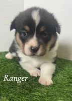 Ranger, a male Pembroke Welsh Corgi for sale in Downing, MO – 2 of 4