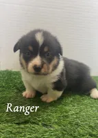 Ranger, a male Pembroke Welsh Corgi for sale in Downing, MO – 3 of 4