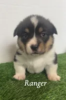 Ranger, a male Pembroke Welsh Corgi for sale in Downing, MO – 4 of 4