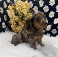 Female #1, a female Dachshund for sale in Downing, MO – 3 of 6