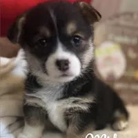 Midge, a female Pembroke Welsh Corgi for sale in Downing, MO – Photo 7 of 9