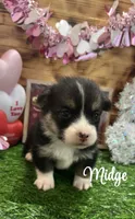 Midge, a female Pembroke Welsh Corgi for sale in Downing, MO – Photo 4 of 4