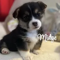Midge, a female Pembroke Welsh Corgi for sale in Downing, MO – Photo 6 of 9