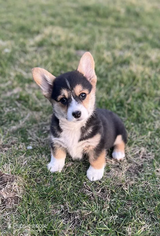 Midge – Pembroke Welsh Corgi puppy for sale in Downing, MO