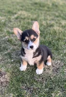 Midge, a female Pembroke Welsh Corgi for sale in Downing, MO – Photo 1 of 9