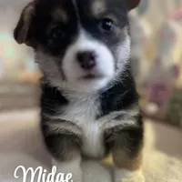 Midge, a female Pembroke Welsh Corgi for sale in Downing, MO – Photo 8 of 9