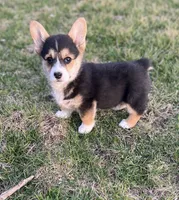 Midge, a female Pembroke Welsh Corgi for sale in Downing, MO – Photo 2 of 9