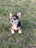 Midge, a female Pembroke Welsh Corgi for sale in Downing, MO – Photo 5 of 9