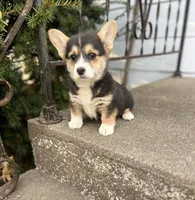 Midge, a female Pembroke Welsh Corgi for sale in Downing, MO – Photo 4 of 9