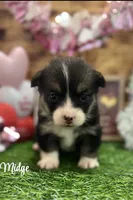 Midge, a female Pembroke Welsh Corgi for sale in Downing, MO – Photo 3 of 4