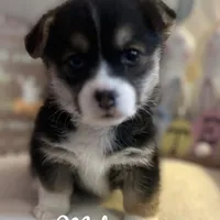 Midge, a female Pembroke Welsh Corgi for sale in Downing, MO – Photo 9 of 9