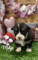 Midge, a female Pembroke Welsh Corgi for sale in Downing, MO – Photo 1 of 4