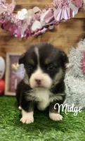 Midge, a female Pembroke Welsh Corgi for sale in Downing, MO – Photo 2 of 4