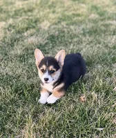 Midge, a female Pembroke Welsh Corgi for sale in Downing, MO – Photo 3 of 9