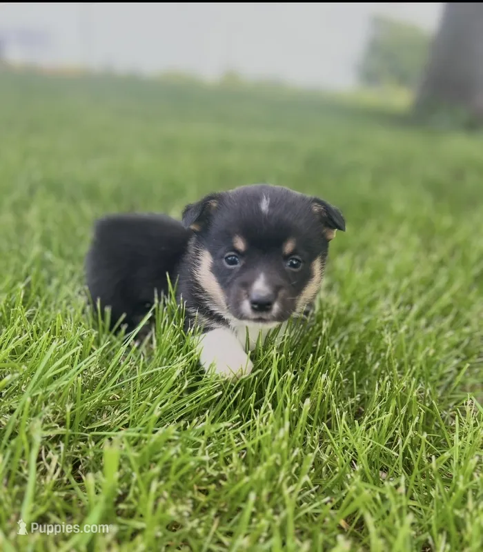 Reggie , a male Pembroke Welsh Corgi for sale in Downing, MO – 1 of 3
