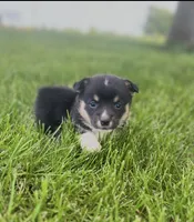 Reggie , a male Pembroke Welsh Corgi for sale in Downing, MO – 1 of 3