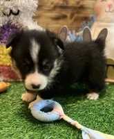 Murphy , a male Pembroke Welsh Corgi for sale in Downing, MO – Photo 8 of 9