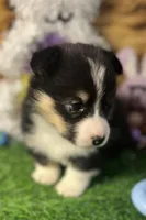 Murphy , a male Pembroke Welsh Corgi for sale in Downing, MO – Photo 2 of 9