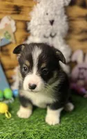 Murphy , a male Pembroke Welsh Corgi for sale in Downing, MO – Photo 5 of 9