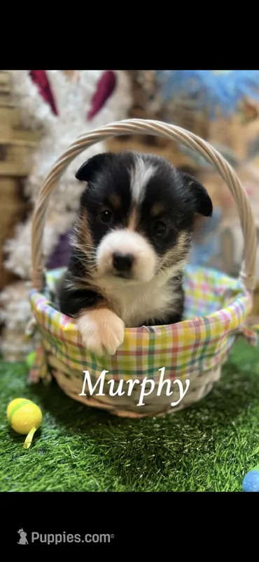 Murphy 