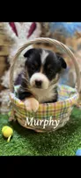 Murphy , a male Pembroke Welsh Corgi for sale in Downing, MO – Photo 1 of 9
