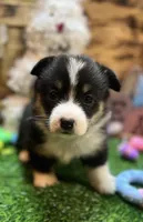 Murphy , a male Pembroke Welsh Corgi for sale in Downing, MO – Photo 4 of 9