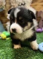 Murphy , a male Pembroke Welsh Corgi for sale in Downing, MO – Photo 7 of 9