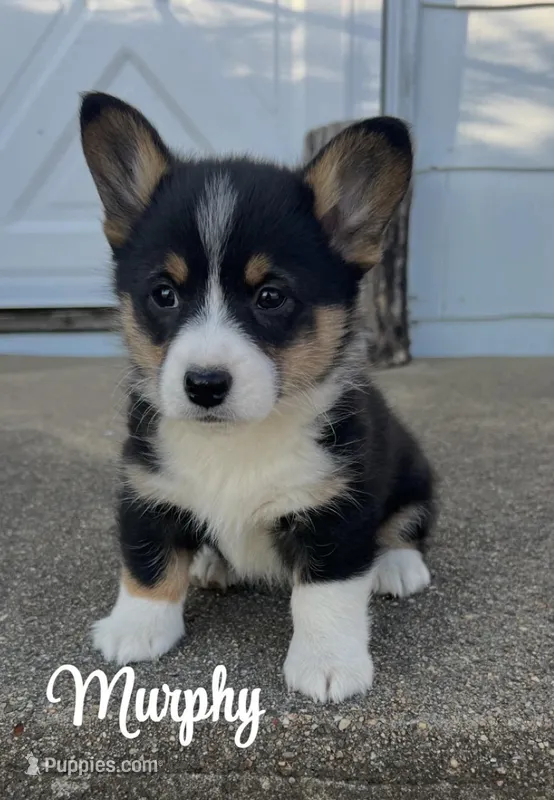 Murphy  – Pembroke Welsh Corgi puppy for sale in Downing, MO