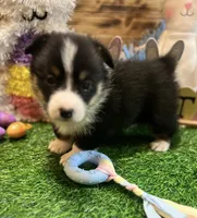 Murphy , a male Pembroke Welsh Corgi for sale in Downing, MO – Photo 6 of 9
