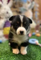 Murphy , a male Pembroke Welsh Corgi for sale in Downing, MO – Photo 3 of 9