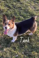 Maya, a female Pembroke Welsh Corgi for sale in Downing, MO – Photo 10 of 10