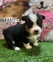 Maya, a female Pembroke Welsh Corgi for sale in Downing, MO – Photo 5 of 10