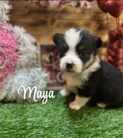 Maya, a female Pembroke Welsh Corgi for sale in Downing, MO – Photo 2 of 10