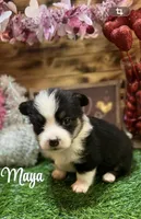 Maya, a female Pembroke Welsh Corgi for sale in Downing, MO – Photo 8 of 10