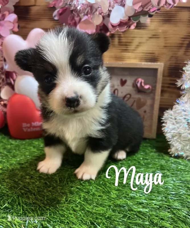 Maya
