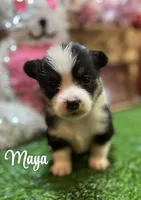 Maya, a female Pembroke Welsh Corgi for sale in Downing, MO – Photo 3 of 10