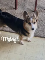 Maya, a female Pembroke Welsh Corgi for sale in Downing, MO – Photo 9 of 10