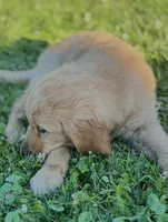 Frankie, a male Golden Retriever for sale in Downing, MO – 4 of 5