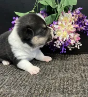 Royal, a female Pembroke Welsh Corgi for sale in Downing, MO – Photo 2 of 2