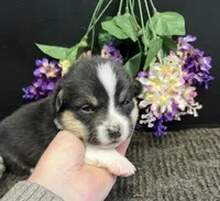 Royal, a female Pembroke Welsh Corgi for sale in Downing, MO – Photo 1 of 2