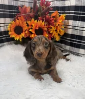 Female #1, a female Dachshund for sale in Downing, MO – 6 of 6