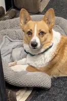 Lilly, a female Pembroke Welsh Corgi for sale in Downing, MO – 2 of 2