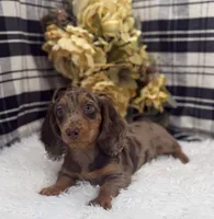 Female #1, a female Dachshund for sale in Downing, MO – 4 of 6