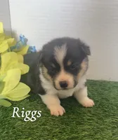 Riggs, a male Pembroke Welsh Corgi for sale in Downing, MO – 3 of 4