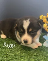 Riggs, a male Pembroke Welsh Corgi for sale in Downing, MO – 2 of 4