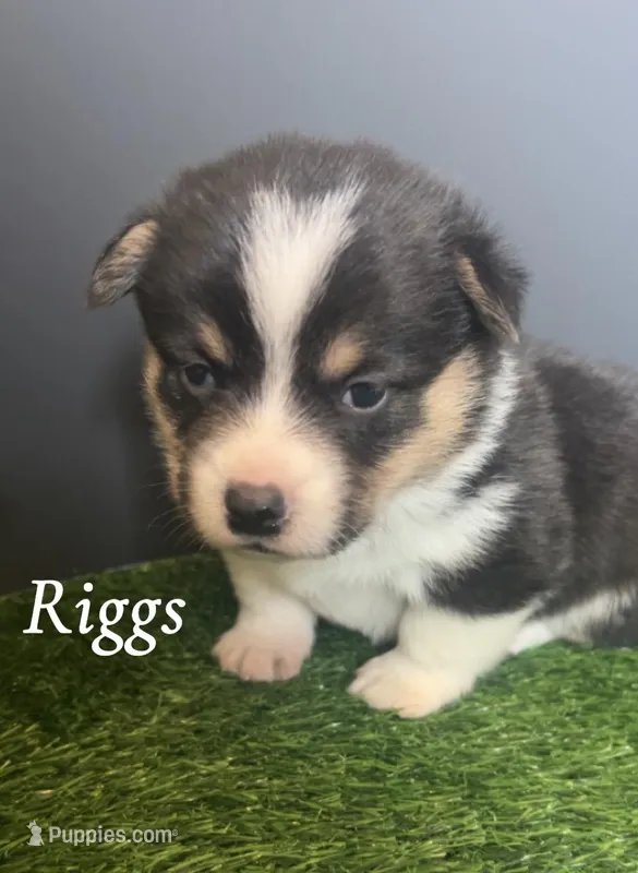 Riggs – Pembroke Welsh Corgi puppy for sale in Downing, MO