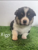Riggs, a male Pembroke Welsh Corgi for sale in Downing, MO – 4 of 4