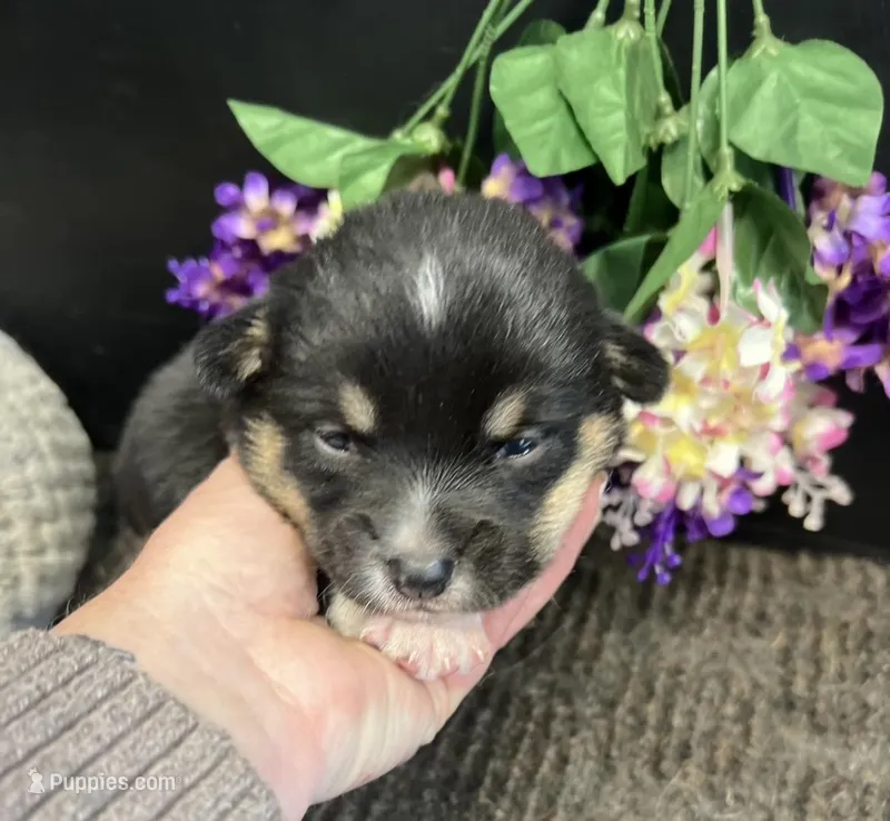 Roo, a male Pembroke Welsh Corgi for sale in Downing, MO – Photo 1 of 2
