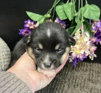 Roo, a male Pembroke Welsh Corgi for sale in Downing, MO – Photo 1 of 2