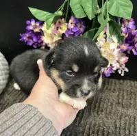 Roo, a male Pembroke Welsh Corgi for sale in Downing, MO – Photo 2 of 2